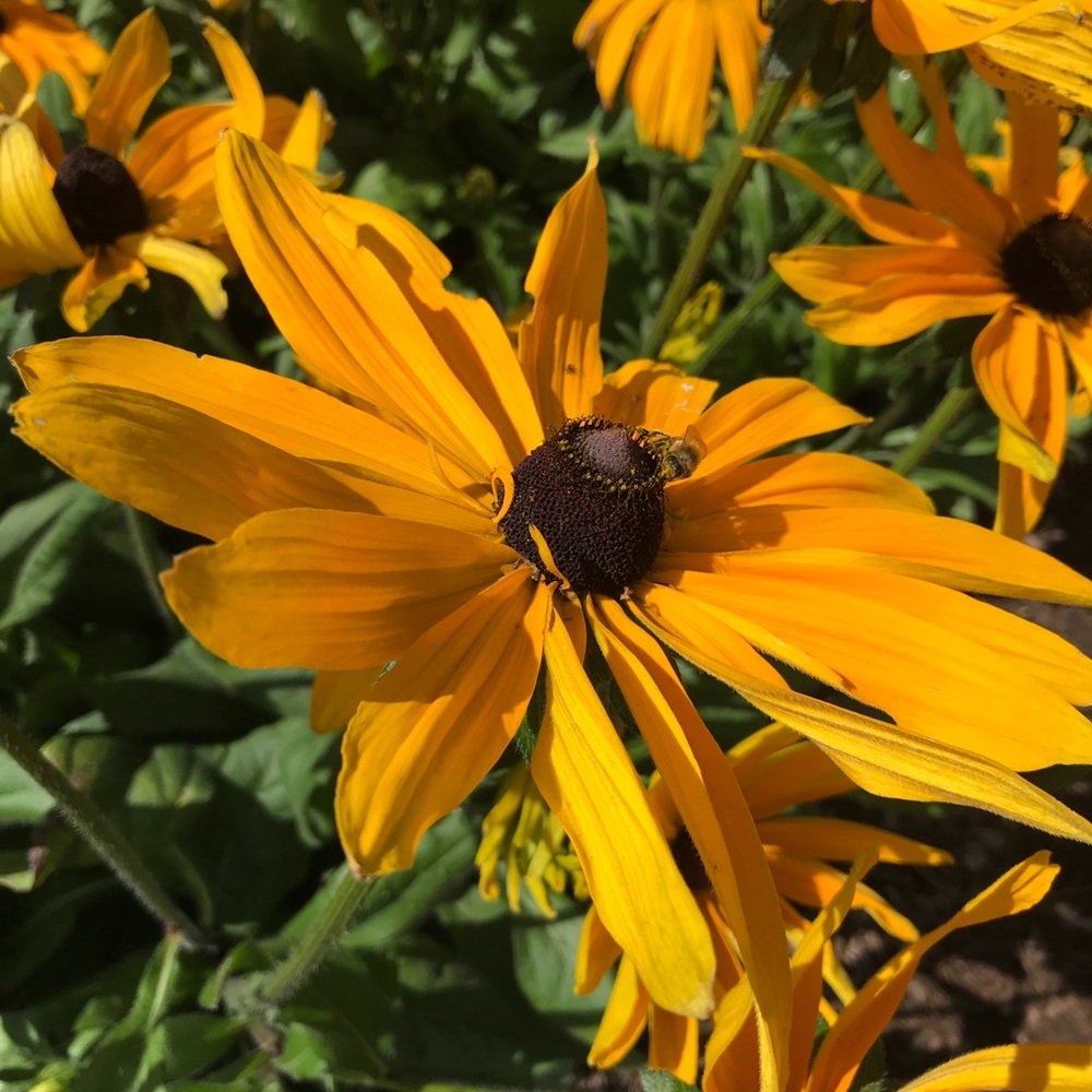 Meet your Posher, Janice